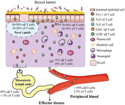 The intestinal γδ T cells: functions in the gut and in the distant organs